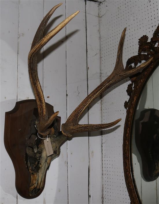 Animal skull with antlers